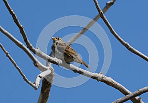 Female house sparrow bird on branch
