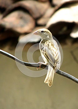 Female house sparrow bird, india