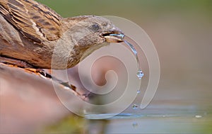 Female House Sparrow drinking water