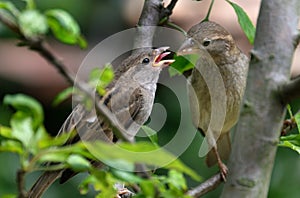 Female house Sparrow feeding young bird.