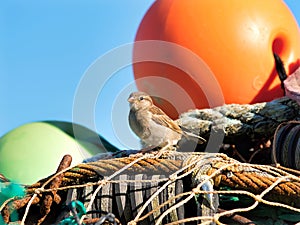 Female House Sparrow at Lyme Regis Harbour