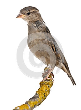 Female House Sparrow, Passer domesticus photo