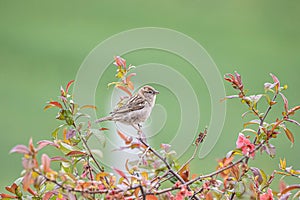 Female house sparrow -Passer domesticus- on a Chaenomeles speciosa shrub