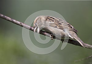 A female House sparrow Passer domesticus perched and preening on a tree branch.