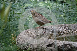 A female house sparrow (Passer domesticus) perched on the rim of a concrete birdbath