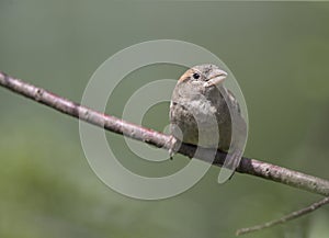 A female House sparrow Passer domesticus perched on tree branch.