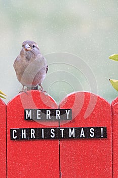 Female house sparrow perched on a fence decorated with merry christmas letters