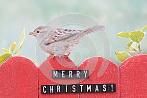 Female house sparrow perched on a fence decorated with merry christmas sign