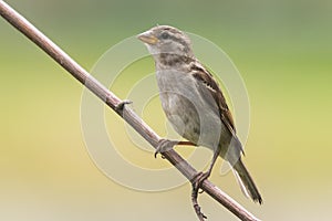 Female house sparrow sits on a branch