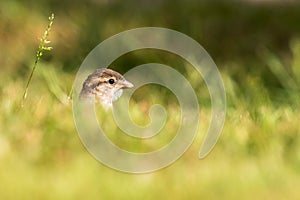 Female house sparrow sits in green gras