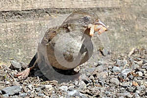 Female House Sparrow