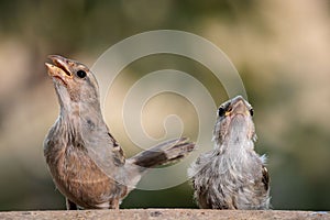 Female House sparrows  160722-2499 photo
