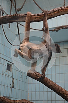 Female Howler Monkey, zoo of Frankfurt