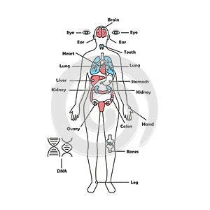 Female human anatomy body internal organs vector diagram