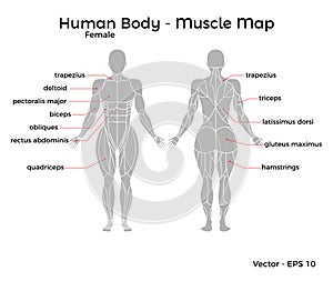 Female Human Body Muscle map