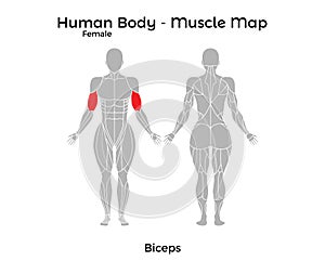 Female Human Body - Muscle map, Biceps