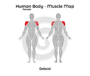 Female Human Body - Muscle map, Deltoid