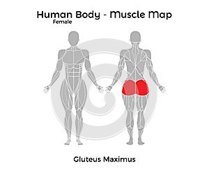 Female Human Body - Muscle map, Gluteus Maximus