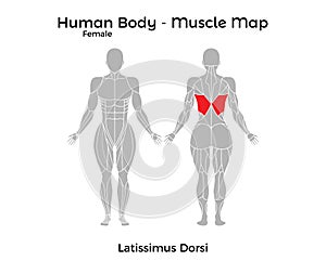 Female Human Body - Muscle map, Latissimus Dorsi