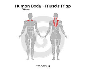 Female Human Body - Muscle map, Trapezius