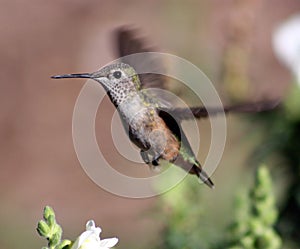 Female hummingbird