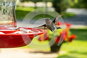 Female Hummingbird, Archilochus colubris, flying near a bird feeder