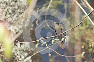 Female hummingbird on a branch, blue-throated starfrontlet, coeligena helianthea