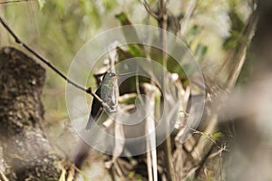 Female hummingbird on a branch, blue-throated starfrontlet, coeligena helianthea