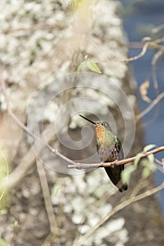 Female hummingbird on a branch, blue-throated starfrontlet, coeligena helianthea