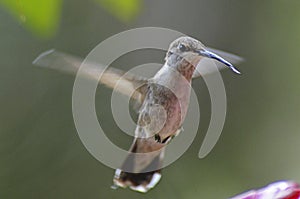 Female hummingbird flicks her tongue out mid-flight