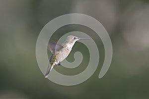 Female Hummingbird Flying in my Garden