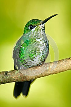 Female of hummingbird Green-crowned Brilliant, Heliodoxa jacula, RBBN Monteverde Costa Rica