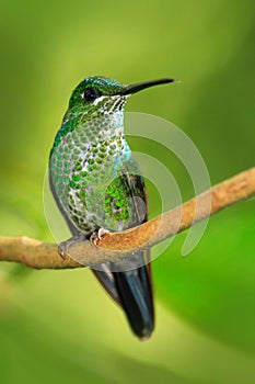 Female of hummingbird Green-crowned Brilliant, Heliodoxa jacula, RBBN Monteverde Costa Rica. Green bird in the tropic forest.