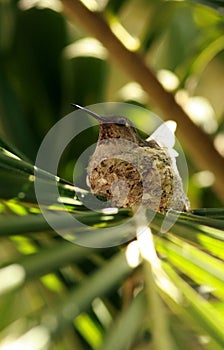 Female Hummingbird Perched