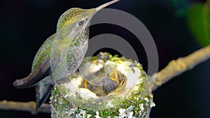 Female hummingbird standing on her nest rim and feeding her babies