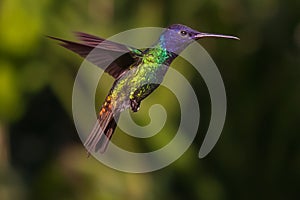 The female hummingbird is very territorial and does not allow anyone to approach the nest. photo