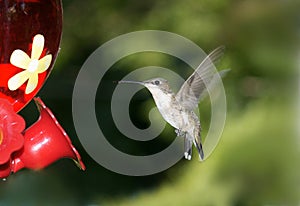 Female Hummingbird with wings spread