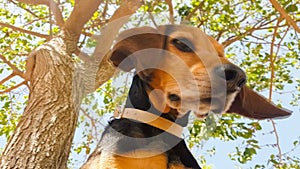 Female hunt dog portrait looking at the camera. Close up view.