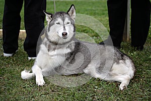 Female Husky