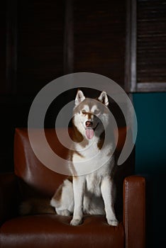 Female husky dog sit on a leather brown couch in a studio or office