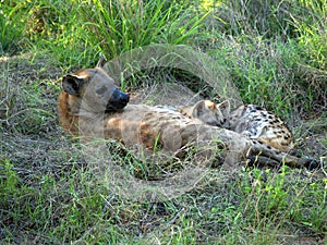 Female Hyena with cubs