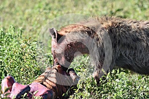 Female hyena, leader of the pack