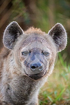 Female hyena staring at the photographer