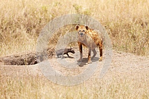 Female hyena with two calves near their hole