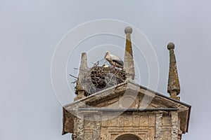Female Iberian stork guarding her young in a huge nest built above a classic building tower, located in Cuidad Rodrigo, Spain photo
