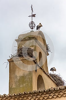 Female Iberian stork guarding her young in a huge nest built above a classic building tower, located in Cuidad Rodrigo, Spain photo