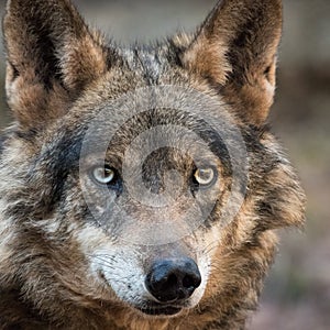 Female of iberian wolf Canis lupus signatus