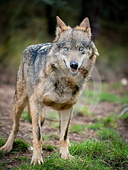 Female of iberian wolf Canis lupus signatus with blue eyes