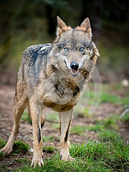 Female of iberian wolf Canis lupus signatus with blue eyes photo