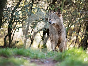 Female iberian wolf Canis lupus signatus in a nice forest